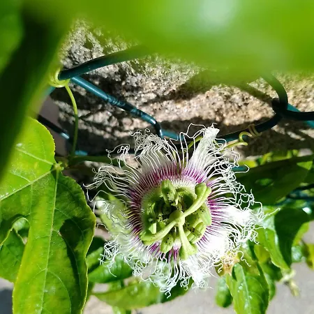 O Enxidro بيت للعطل *