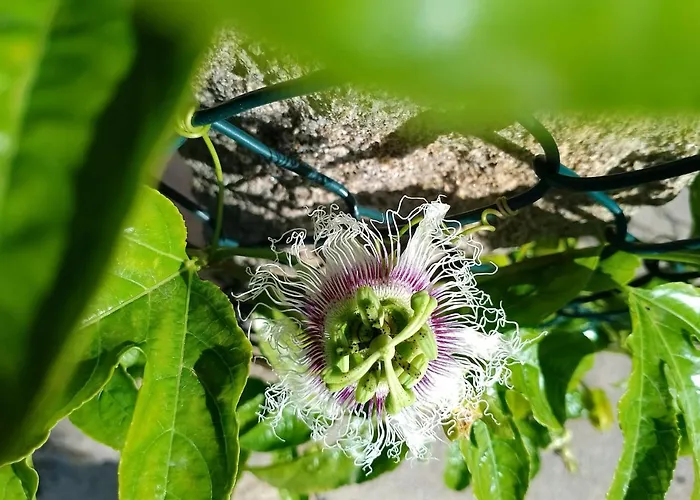 O Enxidro Tatil Evi *